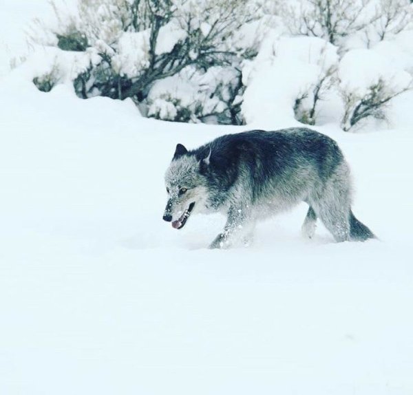 Охота на Волков зимой в лесу