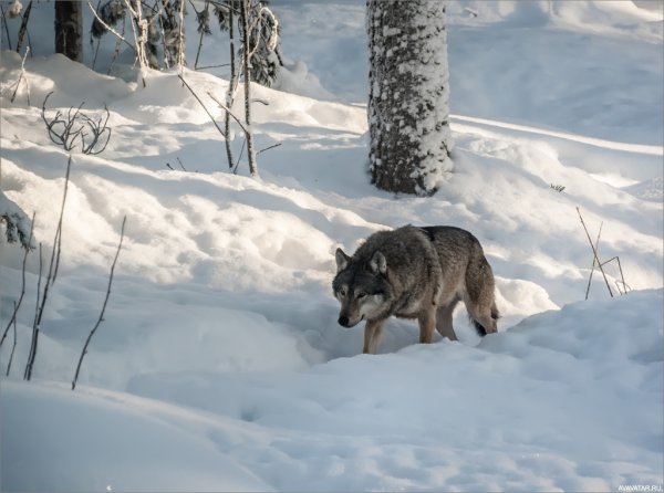 Волк идет по следу