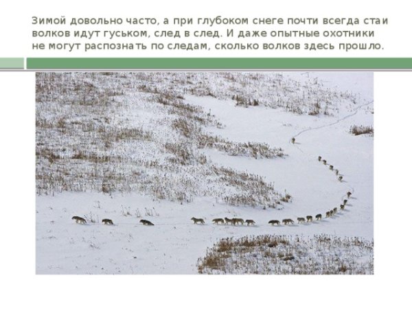 Волчья стая идет по снегу