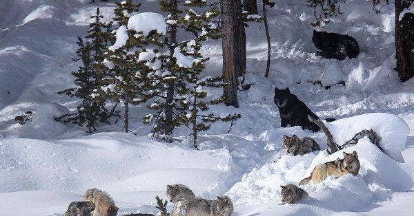 Волк охотится зимой