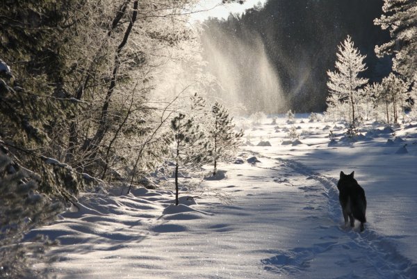 Тропа волка на снегу