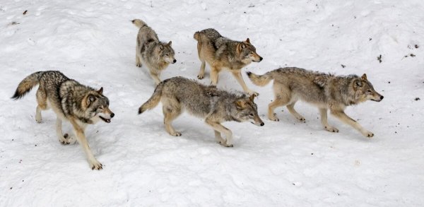 Волк ведёт стаю