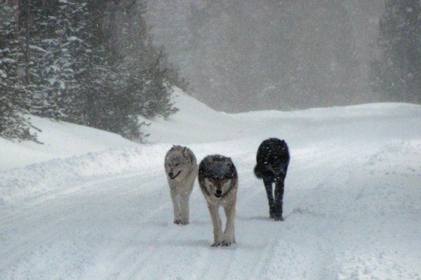 Волки по снегу
