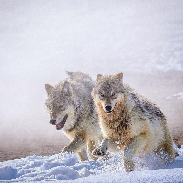 Бегущая стая Волков