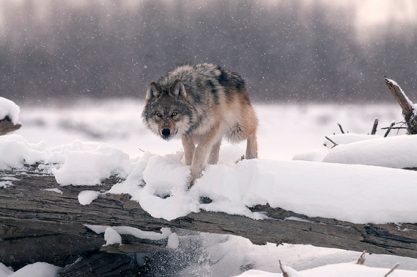 Волки бегут по снегу