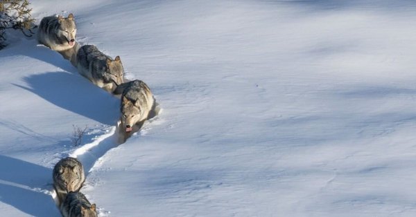Волк лапищи