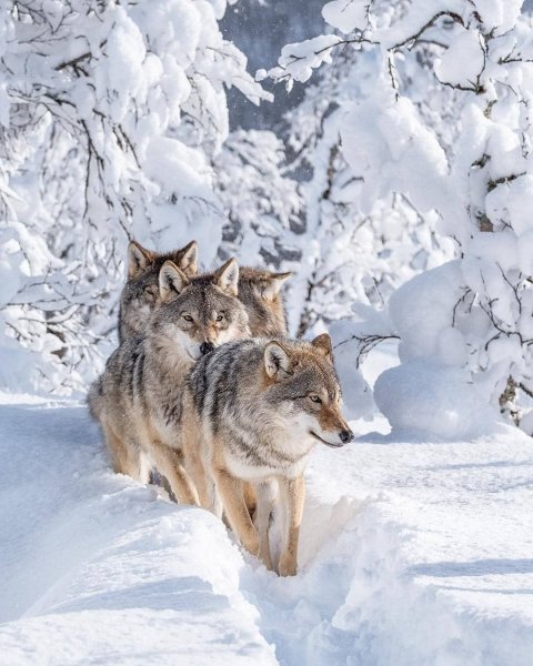 Стая Волков зимой