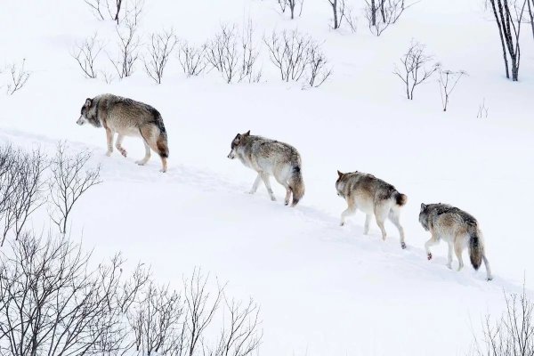 Охота на волка Костромская область