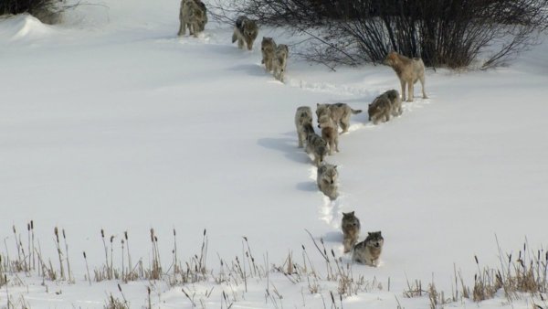 Волчья стая идет