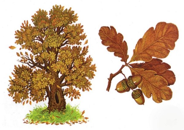 Осенний дуб