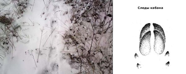 Следы кабана и лося на снегу