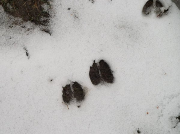 След енотовидной собаки на земле