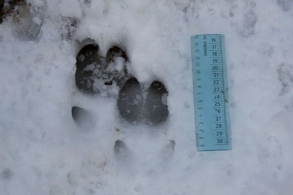 Следы кабана и лося на снегу