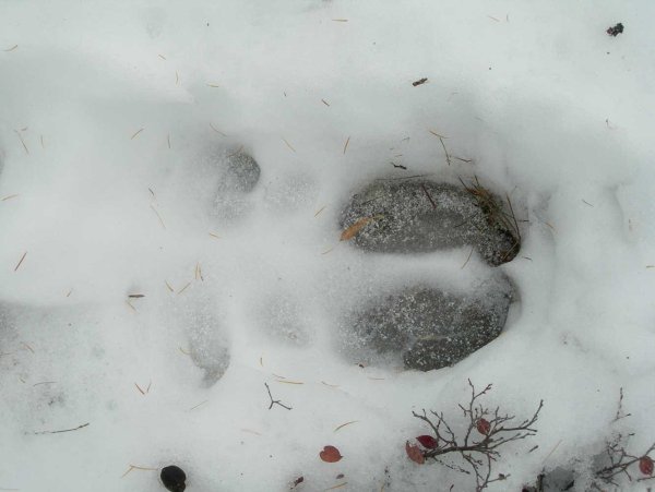 Лежка кабарги