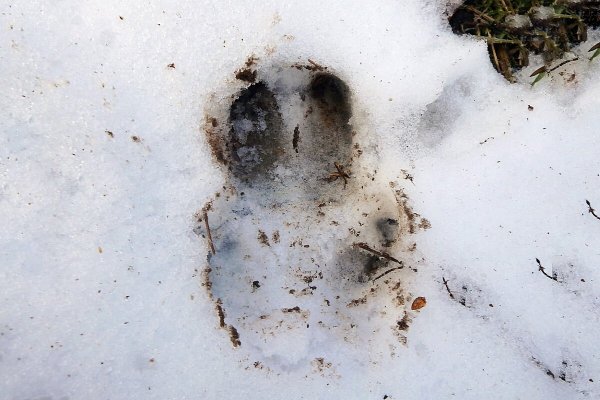 Следы оленя на снегу
