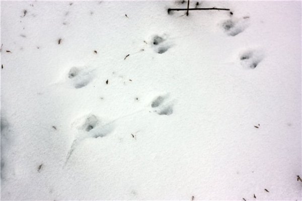 Следы кабана на снегу