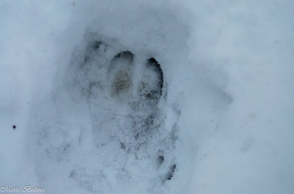 Следы кабана