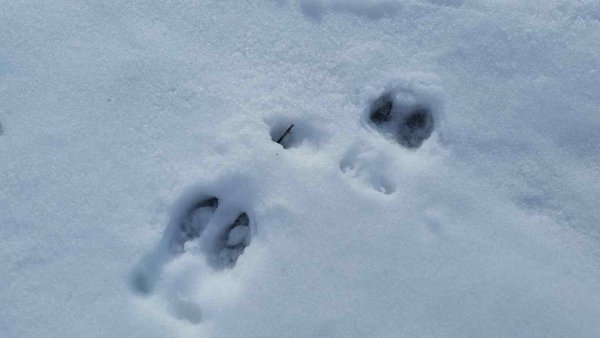 Следы лося зимой