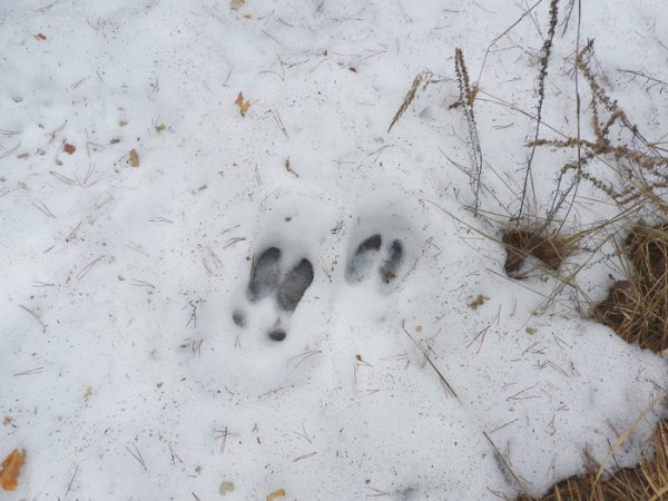 Следы лося Формозов