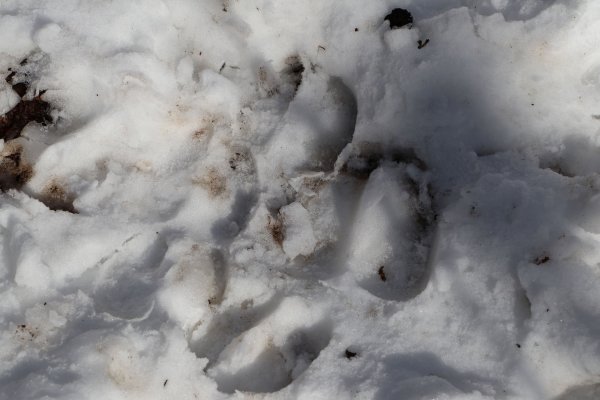 Следы косули на снегу