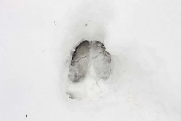 Следы кабана на снегу