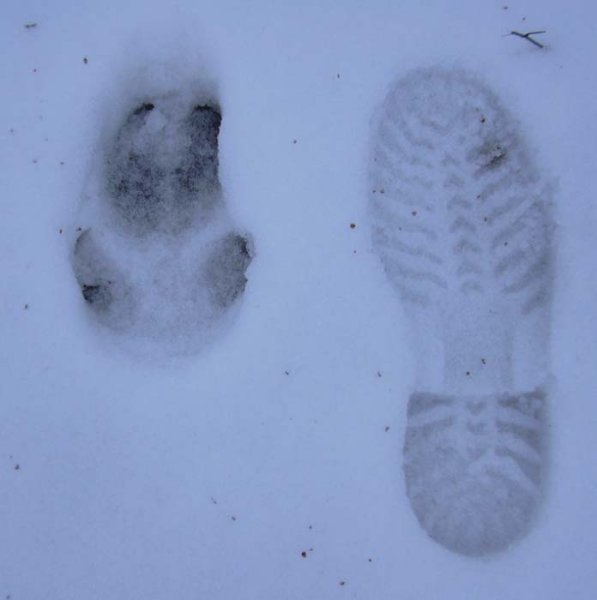 Следы кабана на снегу