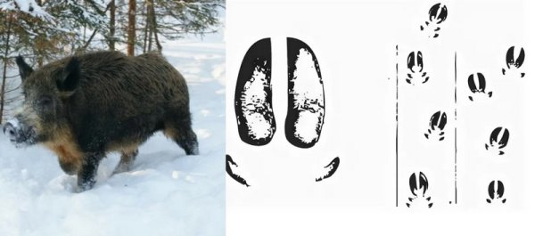Следы кабана и лося на снегу