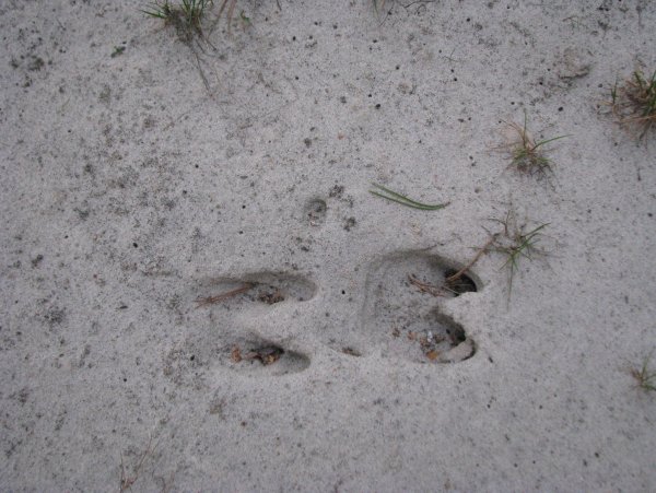 Следы кабана