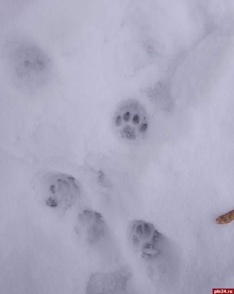 Следы полевки на снегу