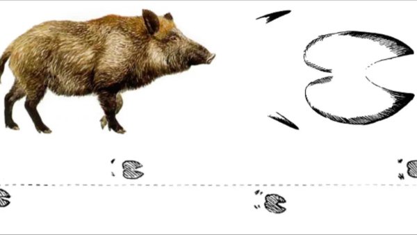 Следы животных на снегу кабан
