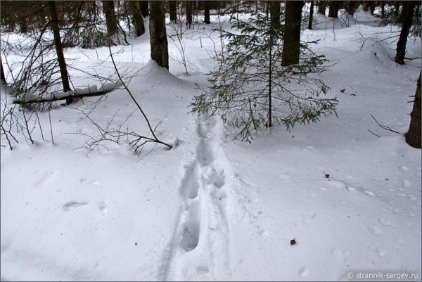 Следы дикого кабана на снегу