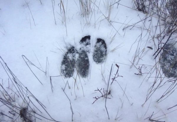 Следы лося на снегу