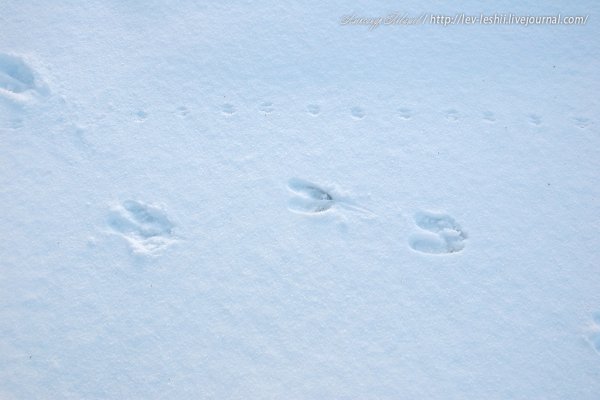 Следы коровы на снегу