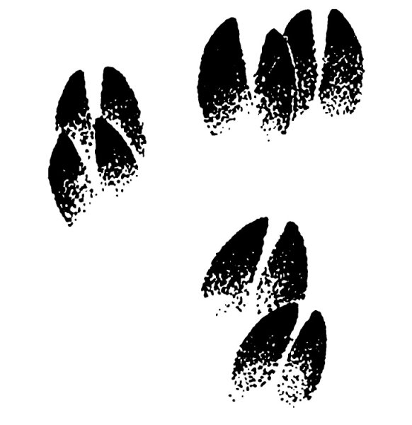 Отпечаток кабана копыта