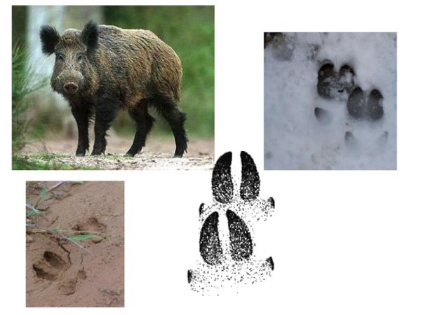 Следы кабана и лося на земле