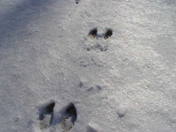 Следы копыт на снегу