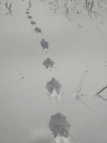 Следы кабана на снегу