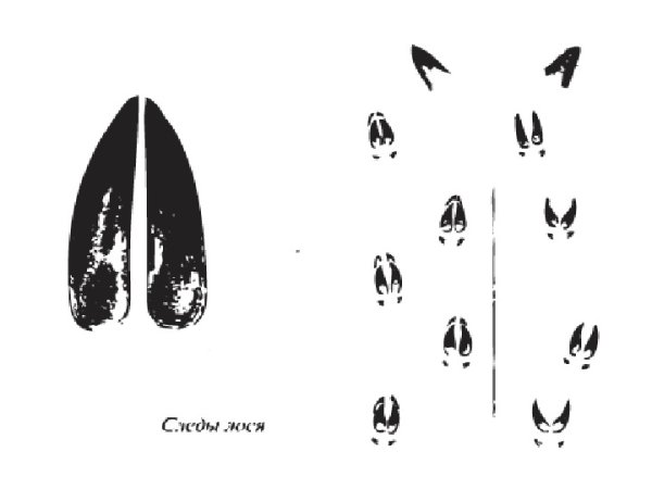Следы лося на снегу