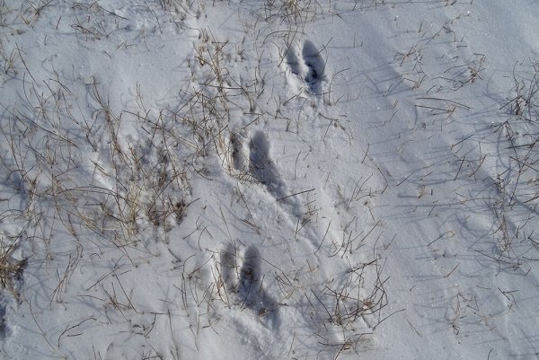 Следы дьявола 1855