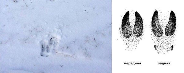 Следы косули кабана лося