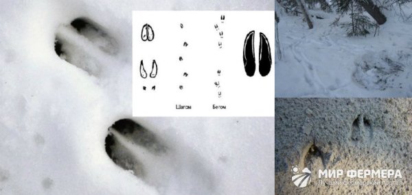 Следы косули на снегу направление