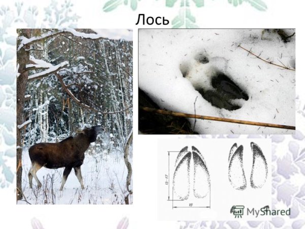 Следы лося на снегу