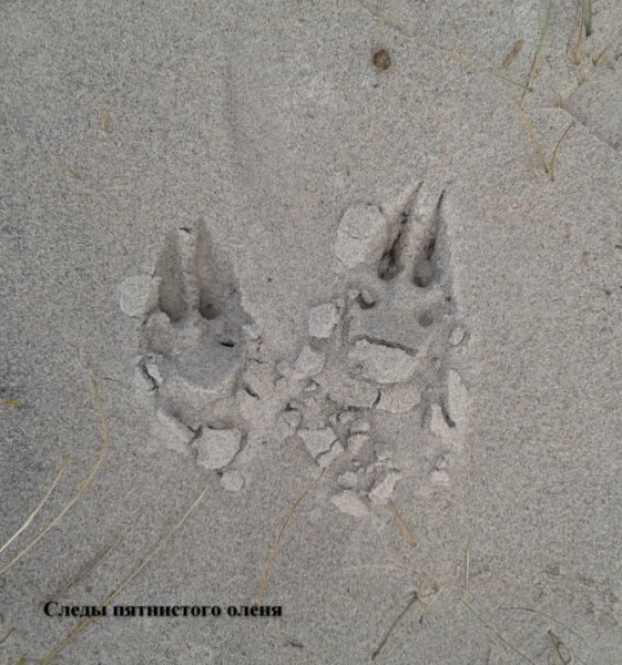 След лося на земле