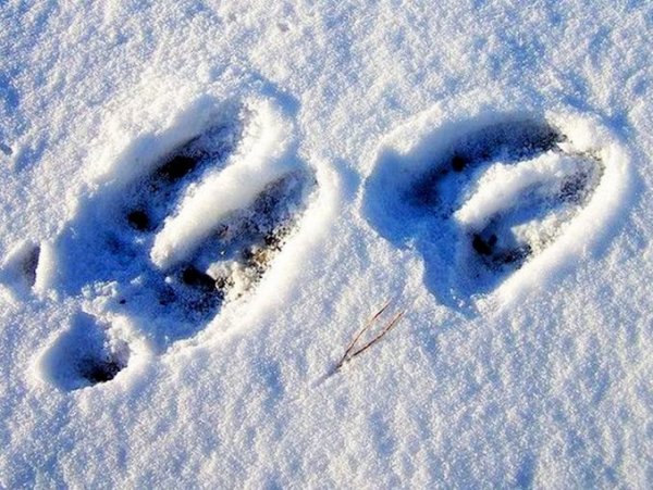 Следы лося на снегу