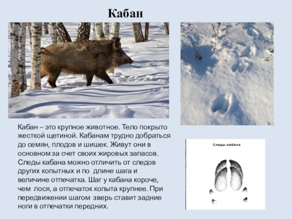 Следы кабана