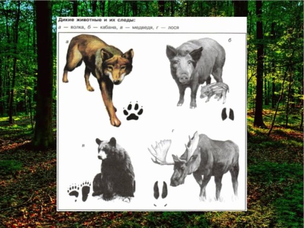 След кабана и лося отличие