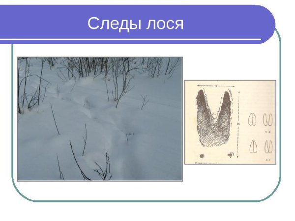 Следы лося на снегу