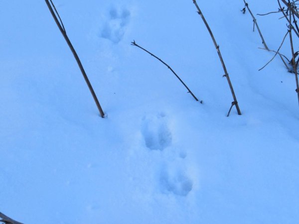 Следы кабана на снегу