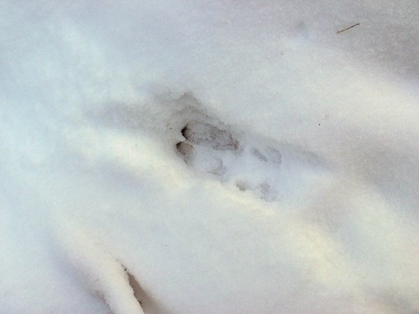 Следы кабана на снегу