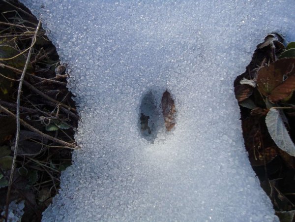 Следы кабана на снегу
